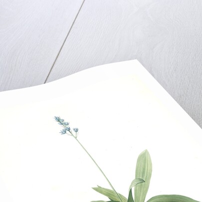 Scilla Lilio-hyacinthus, Scilla fausse-jacinthe, Read hyacinth by Pierre Joseph Redouté