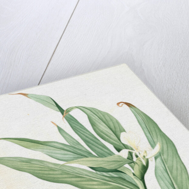 Hedychium coronarium, Hedychium à couronnes; Butterfly Lily or Garland Flower, Ginger Lily by Pierre Joseph Redouté