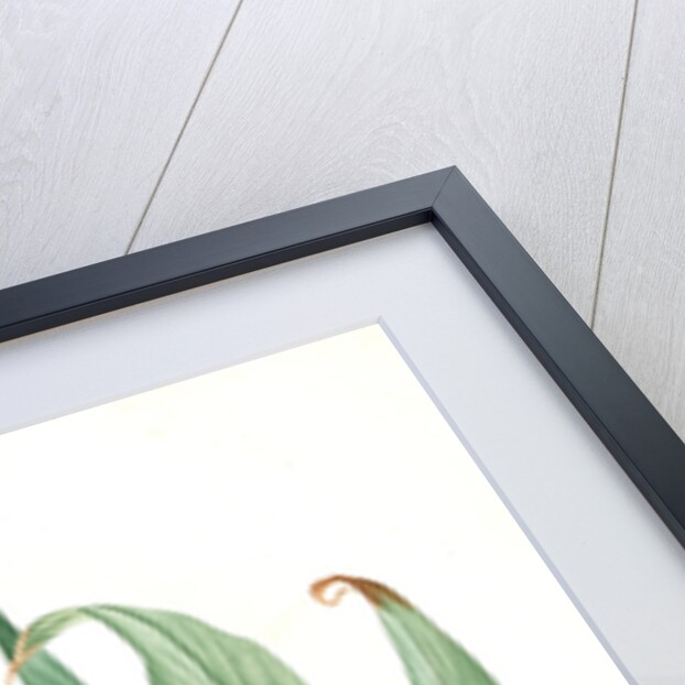 Hedychium coronarium, Hedychium à couronnes; Butterfly Lily or Garland Flower, Ginger Lily by Pierre Joseph Redouté