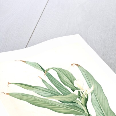 Hedychium coronarium, Hedychium à couronnes; Butterfly Lily or Garland Flower, Ginger Lily by Pierre Joseph Redouté