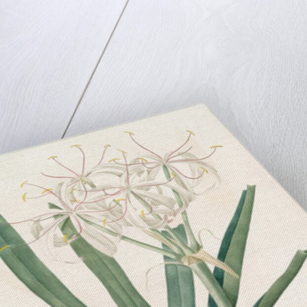 Crinum americanum by Pierre Joseph Redouté