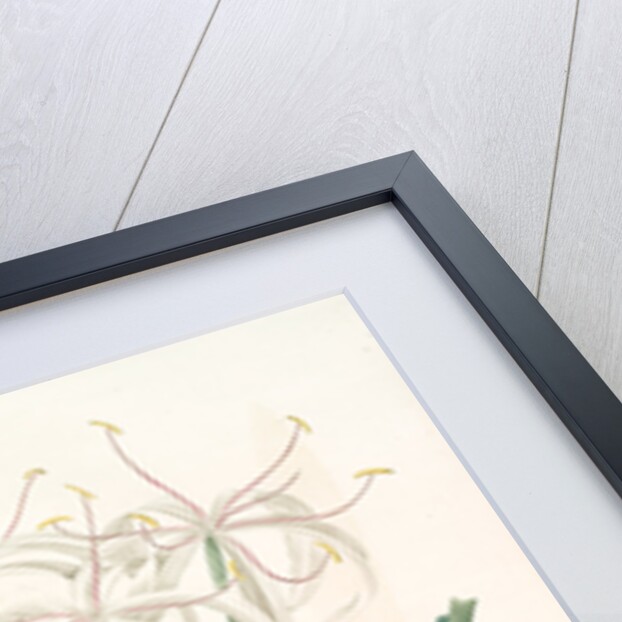 Crinum americanum by Pierre Joseph Redouté