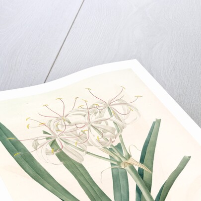Crinum americanum by Pierre Joseph Redouté