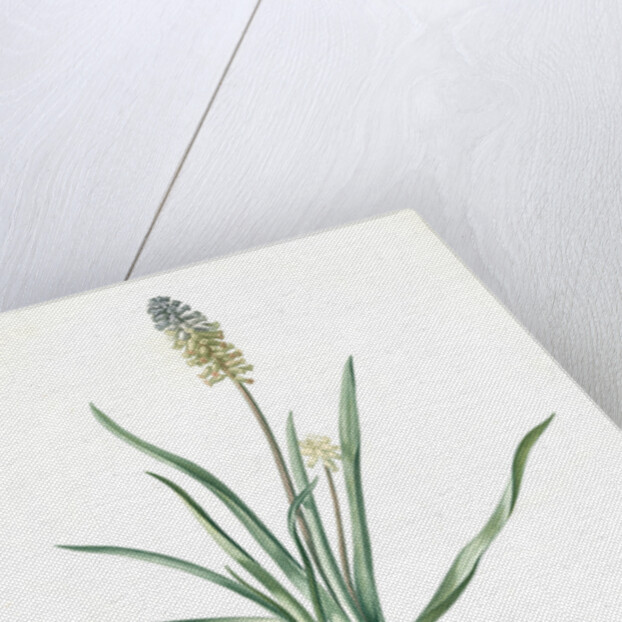 Muscari ambrosiacum, Muscari moschatum; Muscari odorant; Musk or Nutmeg Hyacinth; Grape Hyacinth by Pierre Joseph Redouté