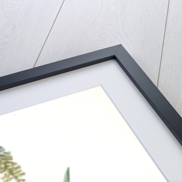 Muscari ambrosiacum, Muscari moschatum; Muscari odorant; Musk or Nutmeg Hyacinth; Grape Hyacinth by Pierre Joseph Redouté