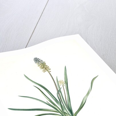 Muscari ambrosiacum, Muscari moschatum; Muscari odorant; Musk or Nutmeg Hyacinth; Grape Hyacinth by Pierre Joseph Redouté