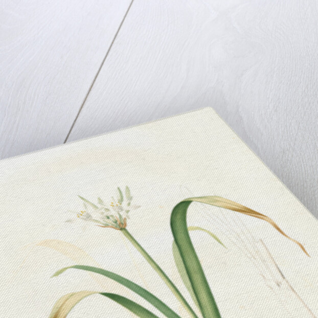 Pancratium parviflorum, Pancrace á petites fleurs, Small-flowered pancratium by Pierre Joseph Redouté