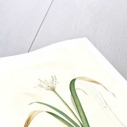 Pancratium parviflorum, Pancrace á petites fleurs, Small-flowered pancratium by Pierre Joseph Redouté