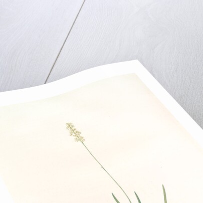 Tofieldia pubescens, Tofieldia pubens; Tofieldie pubescente, Short-haired Tofieldia by Pierre Joseph Redouté