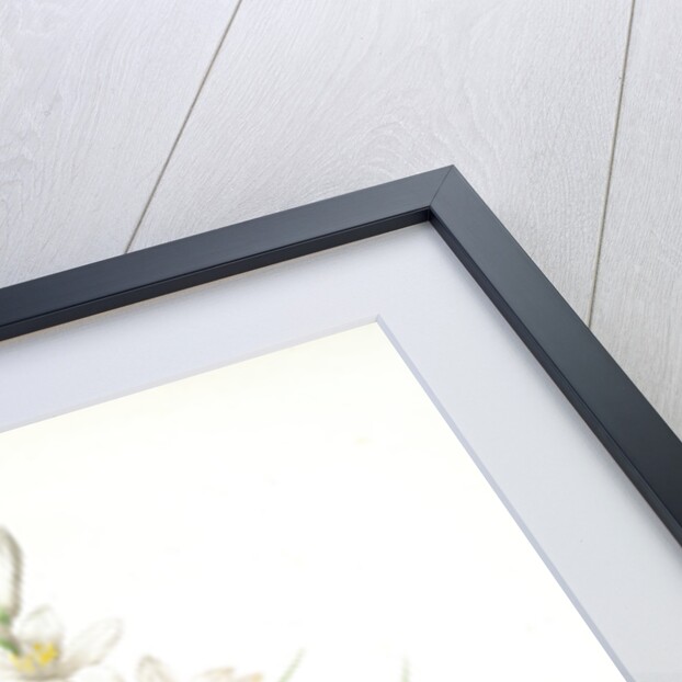 Phalangium liliastrum, Paradisea Liliastrum; Phalangére lis Saint-Bruno; St. Bruno's Lily by Pierre Joseph Redouté