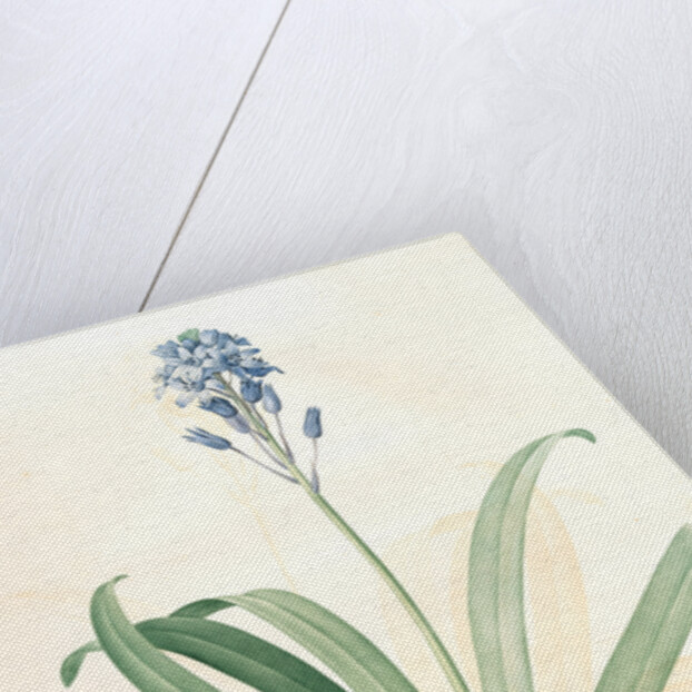 Scilla campanulata, Scille à fleurs en cloche, Bluebell by Pierre Joseph Redouté