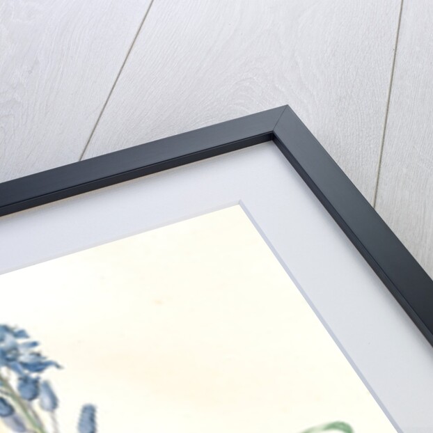 Scilla campanulata, Scille à fleurs en cloche, Bluebell by Pierre Joseph Redouté