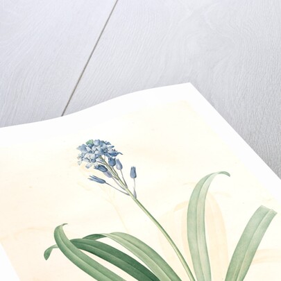 Scilla campanulata, Scille à fleurs en cloche, Bluebell by Pierre Joseph Redouté