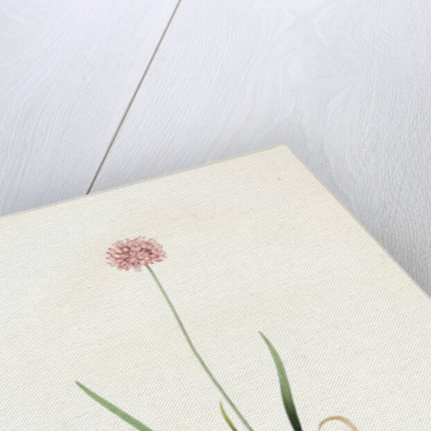 Allium angulosum, Ail anguleux, Mouse garlic by Pierre Joseph Redouté