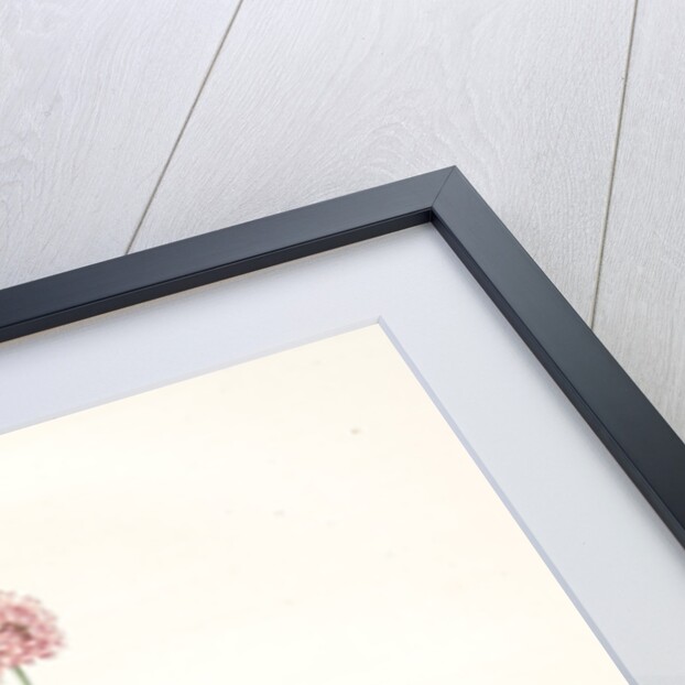 Allium angulosum, Ail anguleux, Mouse garlic by Pierre Joseph Redouté