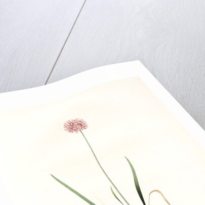 Allium angulosum, Ail anguleux, Mouse garlic by Pierre Joseph Redouté