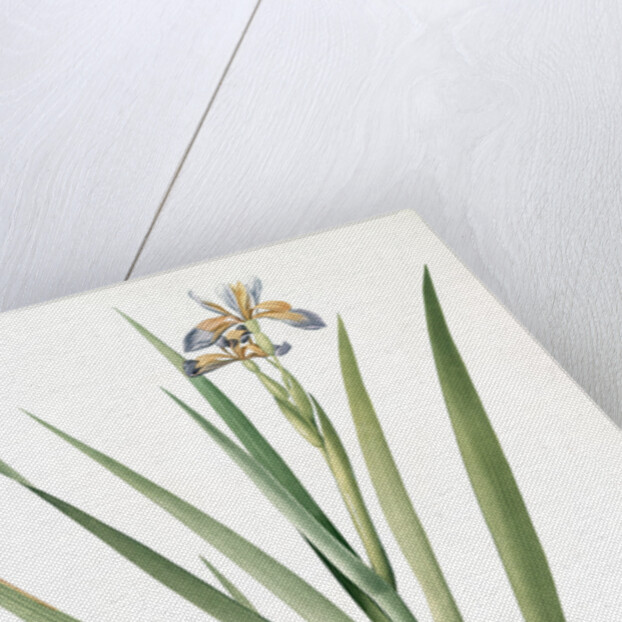 Iris foetidissima, Iris fétide; Gladwyn or Sinking Iris, Roast Beef Plant; Spurge Plant by Pierre Joseph Redouté