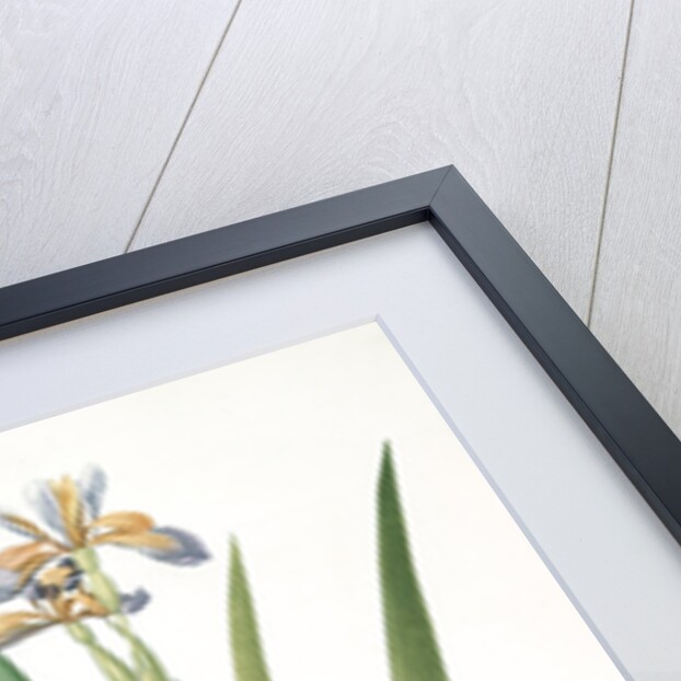 Iris foetidissima, Iris fétide; Gladwyn or Sinking Iris, Roast Beef Plant; Spurge Plant by Pierre Joseph Redouté