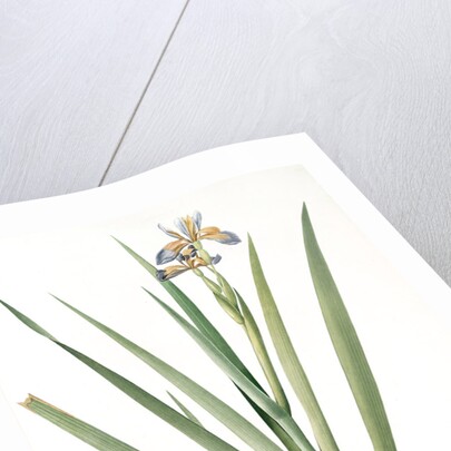 Iris foetidissima, Iris fétide; Gladwyn or Sinking Iris, Roast Beef Plant; Spurge Plant by Pierre Joseph Redouté