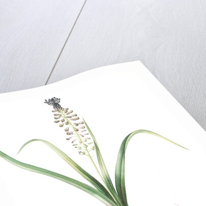 Muscari comosum, Muscari a toupet, Tassel grapehyacinth; Tassel hyacinth by Pierre Joseph Redouté