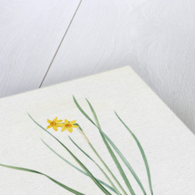 Narcissus radiatus, Narcissus Tazetta; Narcisse radiê by Pierre Joseph Redouté