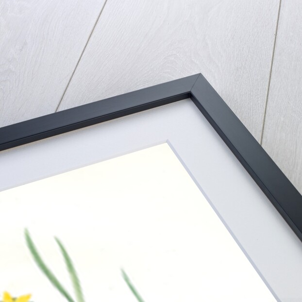 Narcissus radiatus, Narcissus Tazetta; Narcisse radiê by Pierre Joseph Redouté