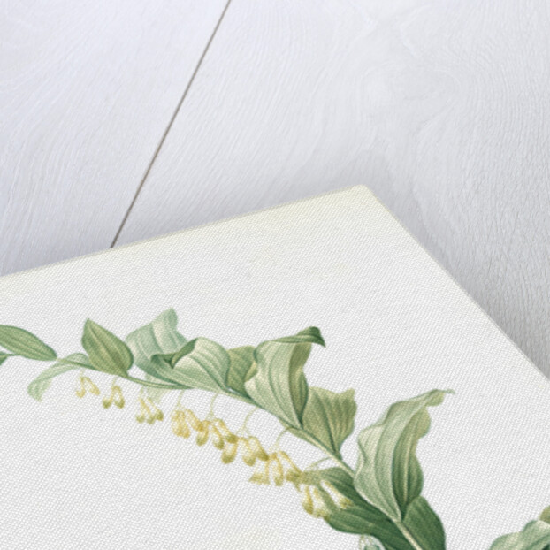 Polygonatum multiflorum, Polygonatum multiflore; Eurasian Solomon's Seal by Pierre Joseph Redouté