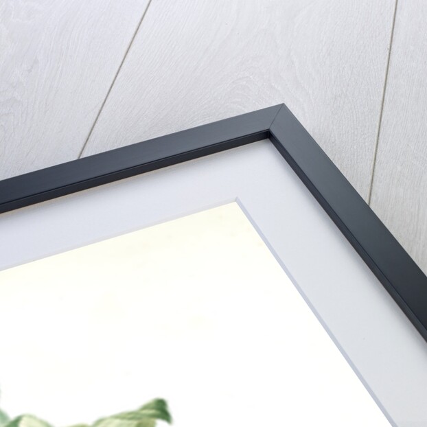 Polygonatum multiflorum, Polygonatum multiflore; Eurasian Solomon's Seal by Pierre Joseph Redouté