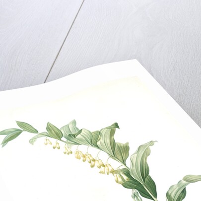 Polygonatum multiflorum, Polygonatum multiflore; Eurasian Solomon's Seal by Pierre Joseph Redouté