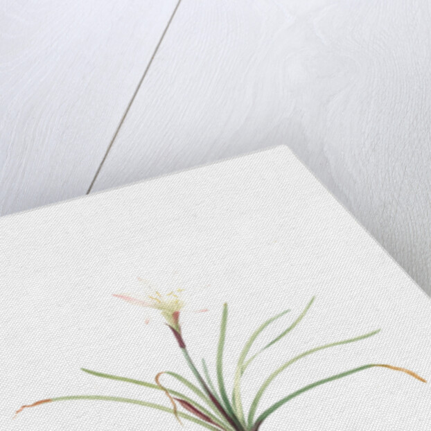 Amaryllis atamasco, Zephyronthes Atamasco; Amaryllis de Virginie, Atamasco lily by Pierre Joseph Redouté