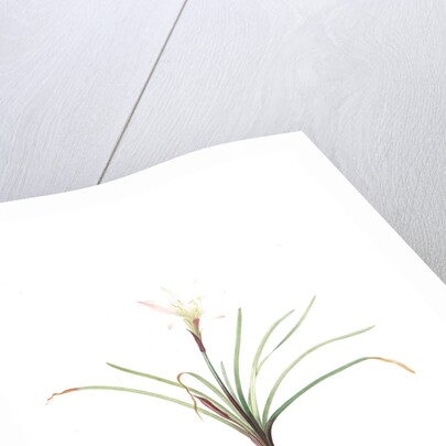 Amaryllis atamasco, Zephyronthes Atamasco; Amaryllis de Virginie, Atamasco lily by Pierre Joseph Redouté