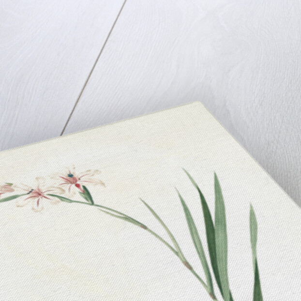 Gladiolus undulatus, Glaïeul à fleurs de Watsonie, Waved-flowered Gladiolus, Waved-flowered Corn-flag by Pierre Joseph Redouté