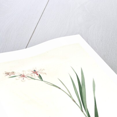 Gladiolus undulatus, Glaïeul à fleurs de Watsonie, Waved-flowered Gladiolus, Waved-flowered Corn-flag by Pierre Joseph Redouté