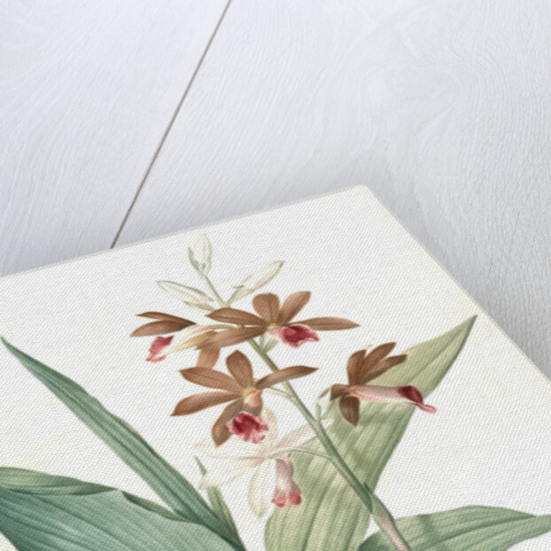 Limodorum tankerwillae, Phaius grandifolius; Limodore de Tankerwill, Swamp Lily; Nun Orchid; Swamp Orchid by Pierre Joseph Redouté
