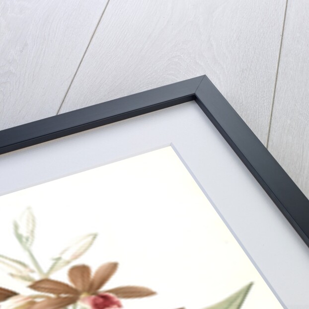 Limodorum tankerwillae, Phaius grandifolius; Limodore de Tankerwill, Swamp Lily; Nun Orchid; Swamp Orchid by Pierre Joseph Redouté