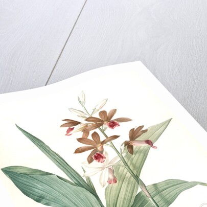 Limodorum tankerwillae, Phaius grandifolius; Limodore de Tankerwill, Swamp Lily; Nun Orchid; Swamp Orchid by Pierre Joseph Redouté