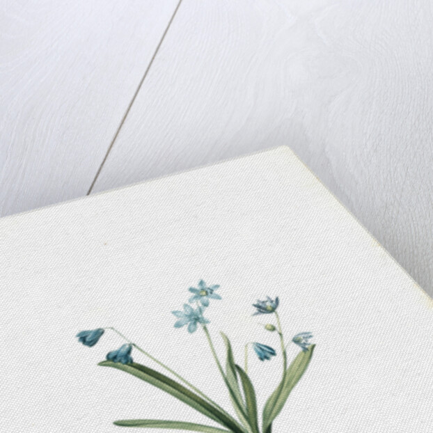 Scilla amoena, Scilla sibirica; Scille agréable; Siberian squill by Pierre Joseph Redouté