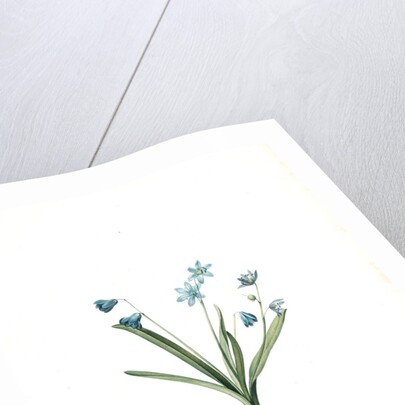 Scilla amoena, Scilla sibirica; Scille agréable; Siberian squill by Pierre Joseph Redouté