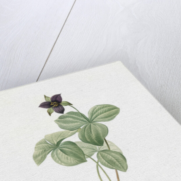 Trillium rhomboideum, Trillium erectum; Trillium rhomboidal, Upright Trillium by Pierre Joseph Redouté