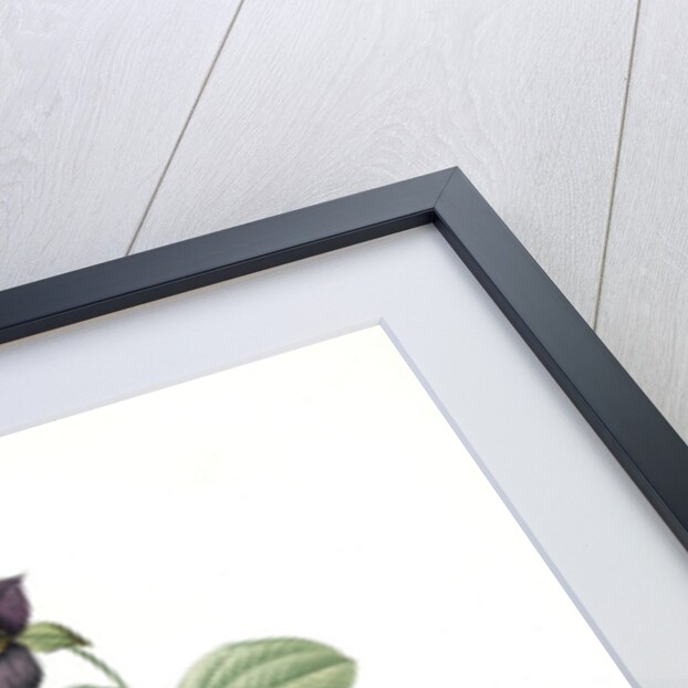 Trillium rhomboideum, Trillium erectum; Trillium rhomboidal, Upright Trillium by Pierre Joseph Redouté