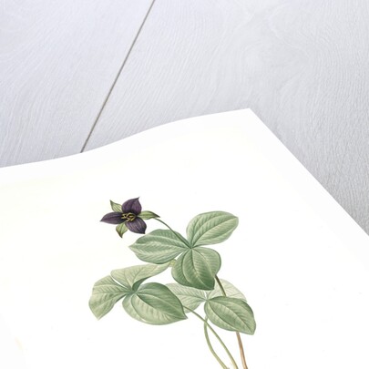 Trillium rhomboideum, Trillium erectum; Trillium rhomboidal, Upright Trillium by Pierre Joseph Redouté