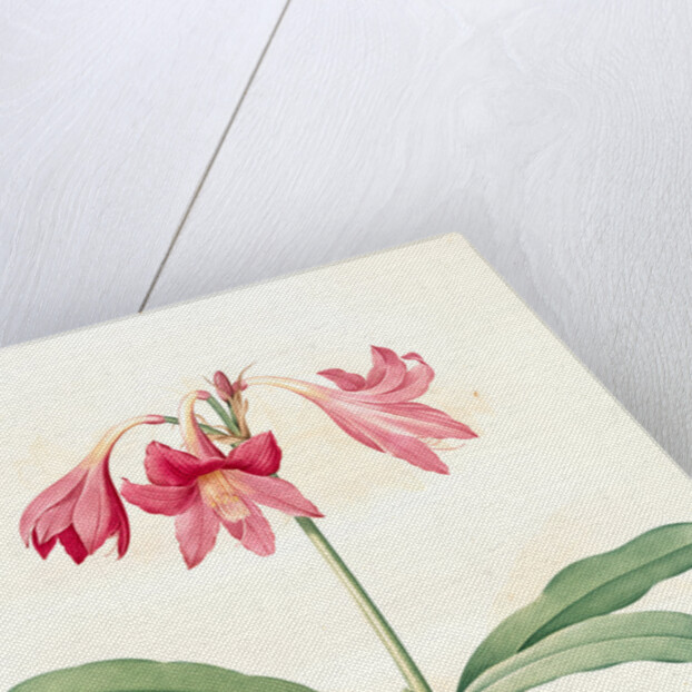 Amaryllis reticulata, Hippeastrum reticulatum; Amaryllis en réseau by Pierre Joseph Redouté