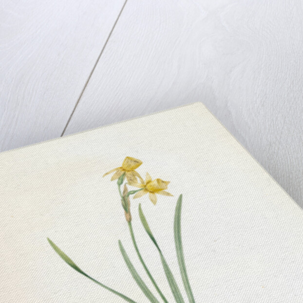 Narcissus calathinus, Narcissus triandrus; Narcisse à grande coupe, angel's tears; daffodil by Pierre Joseph Redouté