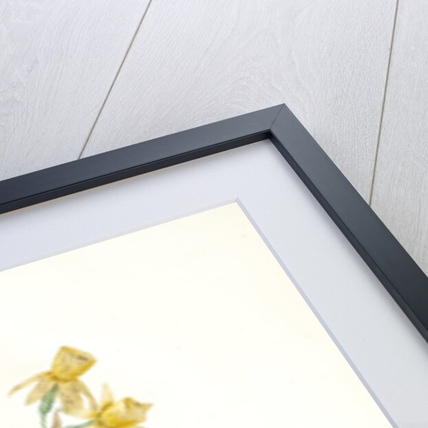 Narcissus calathinus, Narcissus triandrus; Narcisse à grande coupe, angel's tears; daffodil by Pierre Joseph Redouté