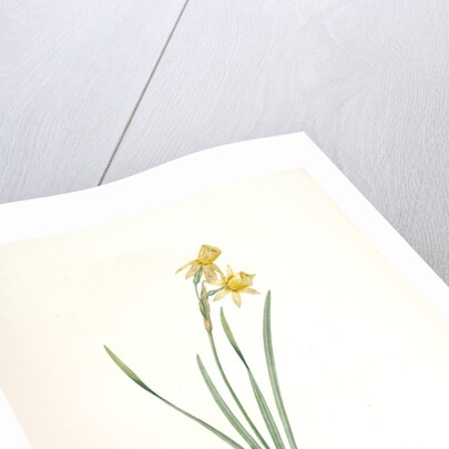 Narcissus calathinus, Narcissus triandrus; Narcisse à grande coupe, angel's tears; daffodil by Pierre Joseph Redouté