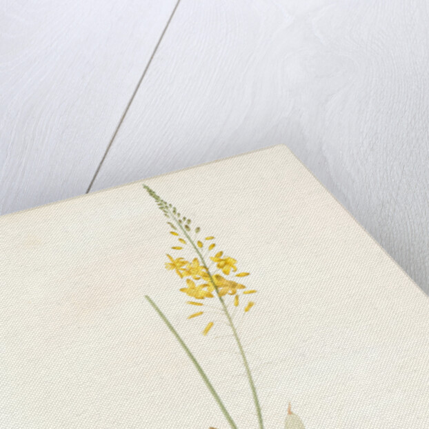 Anthericum alooides, Bulbine alooides; Anthéric à feuilles td'aloès by Pierre Joseph Redouté