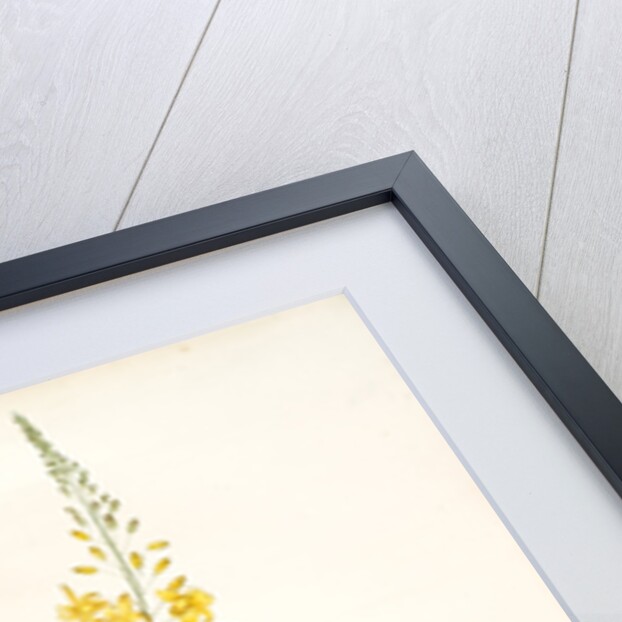 Anthericum alooides, Bulbine alooides; Anthéric à feuilles td'aloès by Pierre Joseph Redouté