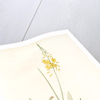 Anthericum alooides, Bulbine alooides; Anthéric à feuilles td'aloès by Pierre Joseph Redouté