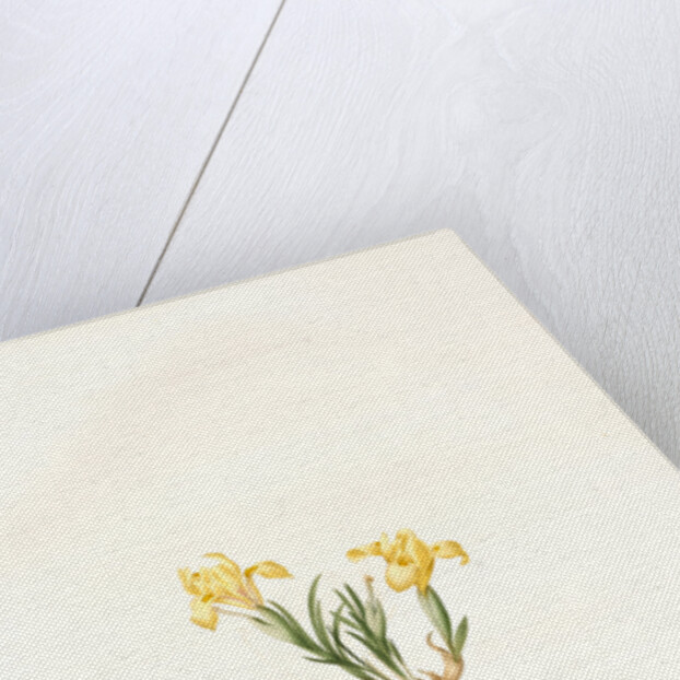 Iris arenaria, Iris flavissima; Iris des sables, Sandy Iris by Pierre Joseph Redouté