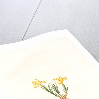 Iris arenaria, Iris flavissima; Iris des sables, Sandy Iris by Pierre Joseph Redouté